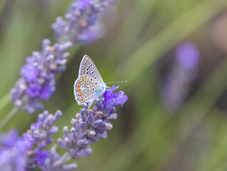 Brown argus, (Aricia agestis) on lavender, Provence, France