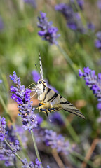 Fennel Swallowtail on lavender, Provence, France