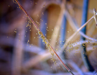 Wylęg pająków długi kijek oblepiony wielka ilością małych pająków © Monika