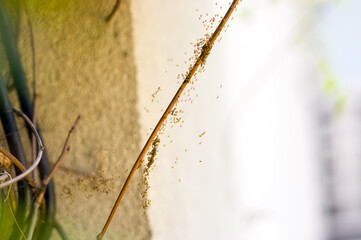 Wylęg pająków długi kijek oblepiony wielka ilością małych pająków	
