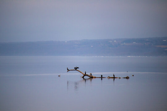 Birds, perched, driftwood, Lake, Ithaca, cayuga lake