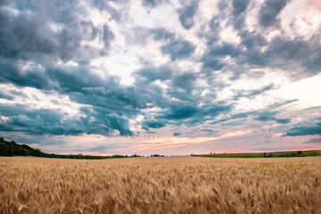Obraz premium Yellow wheat blows in the breeze in front of a colorful sunset