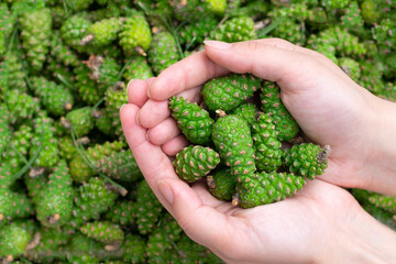 Naklejka na ściany i meble Woman hands with many green young fir spruce cones. Seasonal harvest for making jam as alternative medicine remedy. Freshly gathered pinecones