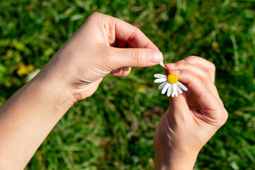 Young female hands tearing off petals playing guess game on bright summer sunbeams.One single white chamomile flower.