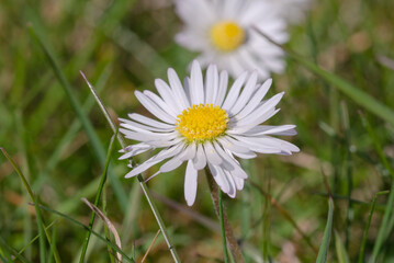 Gänseblümchen