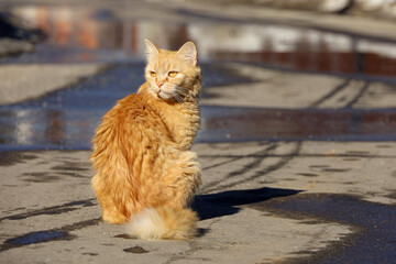 Red cat sitting on a street. Spring sunny weather, wet asphalt