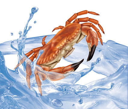 crabe , vague, goutte, frais, p&ecirc;che, congel&eacute;, mer, animal, blanc, griffe, fruits de mer poissonnier, brut, fleuve, nature, poisson, antennes, gros plan, bon vivant, carapace
