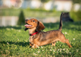 A beautiful and cute dog in the park waiting for somebody to play with it