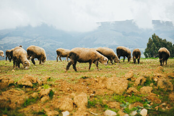 Paisaje de los andes con borregos. Concepto de Naturaleza, turismo.