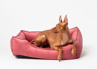 A big and very beautiful dog laying on the pink sofa and posing for the photos