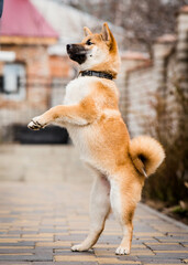 A big and very beautiful dog playing around and jumping in the backyard.