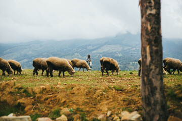 Paisaje de los andes con borregos. Concepto de Naturaleza, turismo.