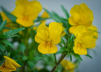 A close-up photo of some beautiful little yellow flowers