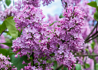 Fototapeta premium A close-up photo of very beautiful purple lilac flowers 