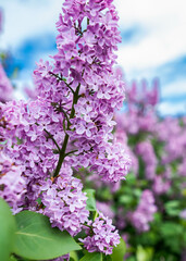 A close-up photo of very beautiful purple lilac flowers 