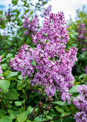  A close-up photo of very beautiful purple lilac flowers