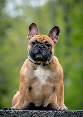 A cute big puppy sitting in the park and posing for photos