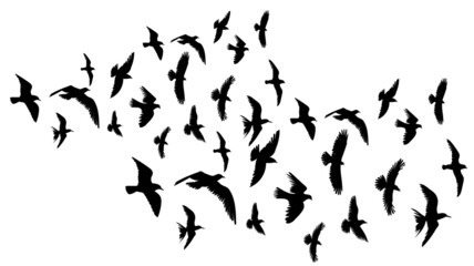 Plakat flying flock of birds on white background silhouette isolated vector