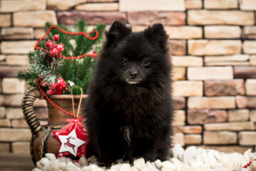 A cute black and very furry puppy sitting and posing for the photo with some Christmas decorations next to it [Pomeranian spitz]