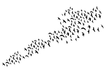 Fototapeta premium flying flock of birds on white background silhouette isolated
