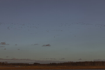 migratory birds in blue sky