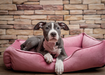 A cute puppy laying on the pink dog sofa and posing for photos 