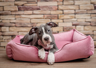 A cute puppy laying on the pink dog sofa and posing for photos