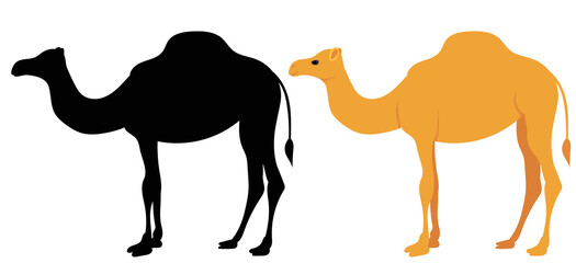 camel flat design, isolated, vector