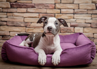A cute puppy laying on the purple dog sofa and posing for photos