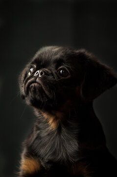  A cute picture of a beautiful little, black puppy, posing for the photo with the black background next to it [brabancon]