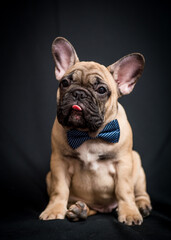 A cute puppy wearing a blue tie, sticking out its tongue and posing for photos with a black background.