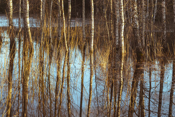 reflection of white birch trees in spring flood water, agricultural field	