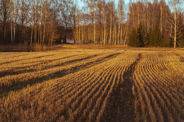 wheat stubble close up, cut wheat stalks. Agricultural field near forest in autumn	