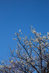 벚꽃 하늘 cherry blossom sky