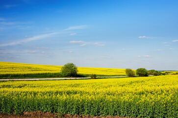 Incredible fun spring landscape with yellow rape field and bush against the sky with bands of clouds.  (colors of the flag of Ukraine, traditional Ukrainian landscape - concept)