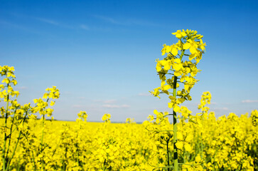 Obraz premium Fabulous spring landscape with flowers of rape middle of the field on the background of blue sky.