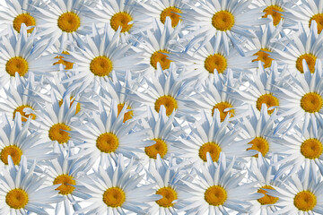 background with white daisies flowers.