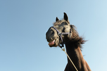 Horse shows tongue. The head of a horse against the sky. Funny portrait.