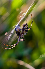 Duży kolorowy pająk ze swoją ofiarą na rozpostartej pięknie oświetlonej sieci pajęczyna	
 - obrazy, fototapety, plakaty