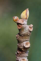 macro de bourgeon de figuier