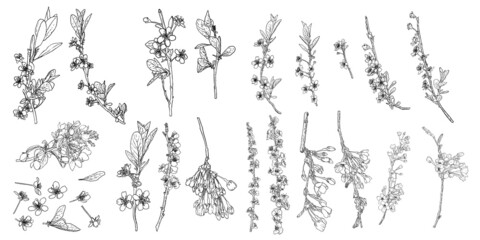 Set of Sakura flowers blooms. Cherry flowers blossom twigs. Leaves buds and pops botanical illustrations collection. Black and white national traditional tree branches spring opening set, Vector.