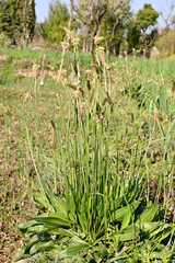 closeup the green ripe wild medicinal plant growing with leaves and branch i the farm field over out of focus green brown background.