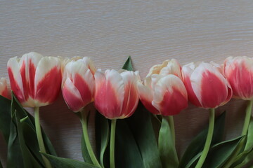 Tulips are red with a white border lying on a light surface.