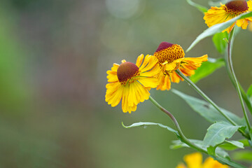 Gelenium flowers on natural green background. Perennial flowers. Landscaping.