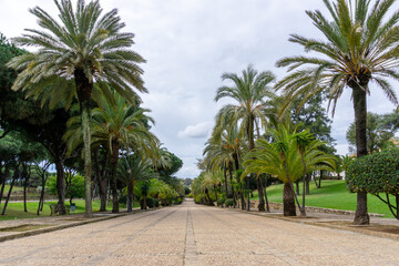 pedestrian walkway lined with many palm trees under a blue sky with white clouds