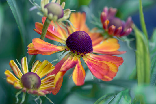 Gelenium flowers on natural green background. Perennial flowers. Landscaping.