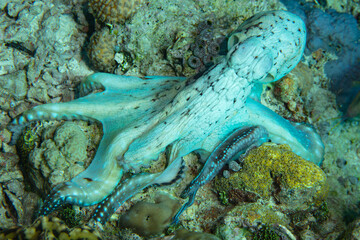 An octopus, Octopus cyanea, hunts for small crabs on a coral reef in Wakatobi National Park, Indonesia. This intelligent species is diurnal and is commonly found camouflaged on shallow reefs.