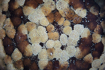 Detail of a pincushion sea star, Culcita novaeguineae, in Wakatobi National Park, Indonesia. This tropical region, south of Sulawesi, harbors extraordinary marine biodiversity.