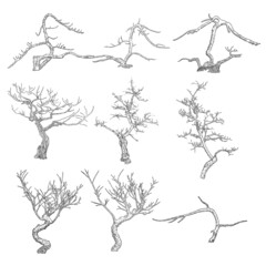 Naked tree set. Hand drawn isolated shape of the tree stem without leaves or needles. Winter season tree or dead old plant after fire. Dropped sick or burnt dry foliage set. Vector.