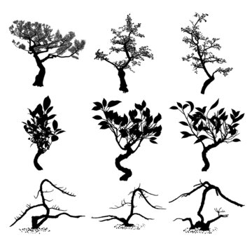Set of Bonsai Japanese trees silhouette growing in pots and containers. Drawing from real trees. Decorative little trees in Bonsai style set, hobby. Vector.